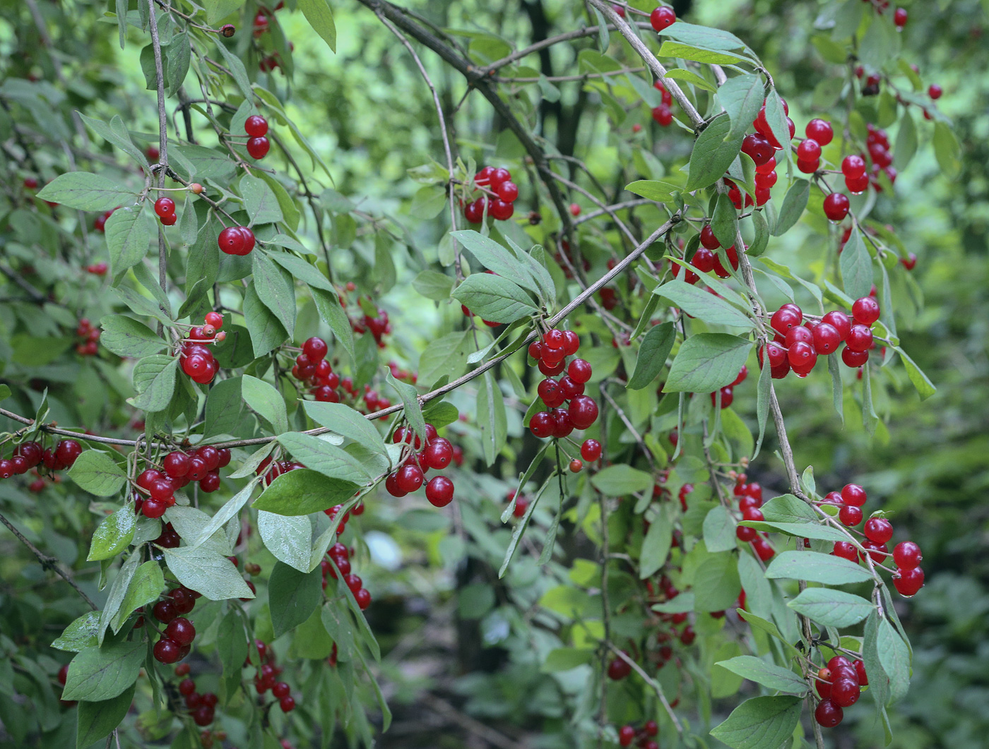 Image of Lonicera korolkowii specimen.