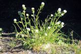 genus Cochlearia. Цветущее растение. Таймыр, окр. оз. Таймыр, мыс Саблера, тундра. 31 июля 2013 г.