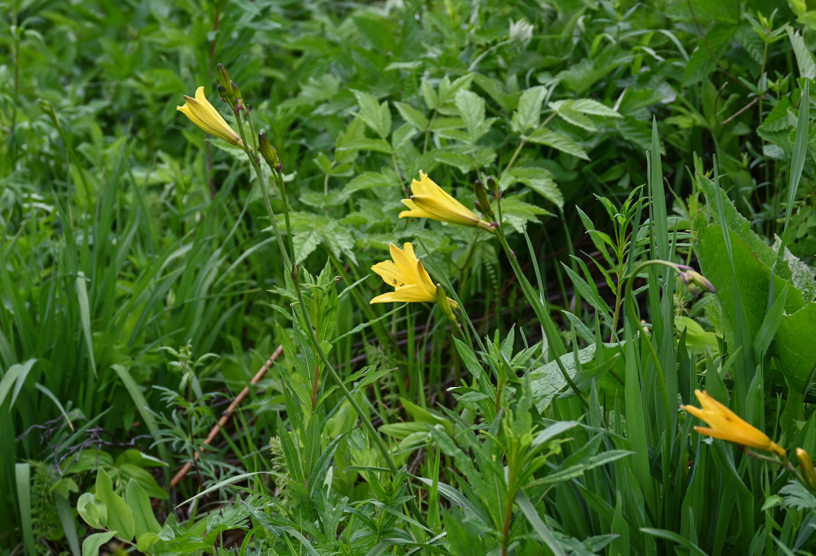 Изображение особи Hemerocallis minor.