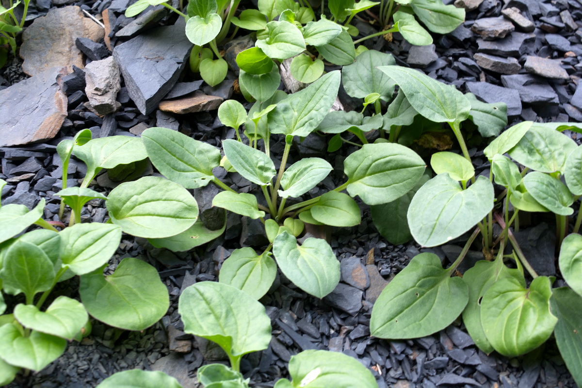 Image of Plantago major specimen.