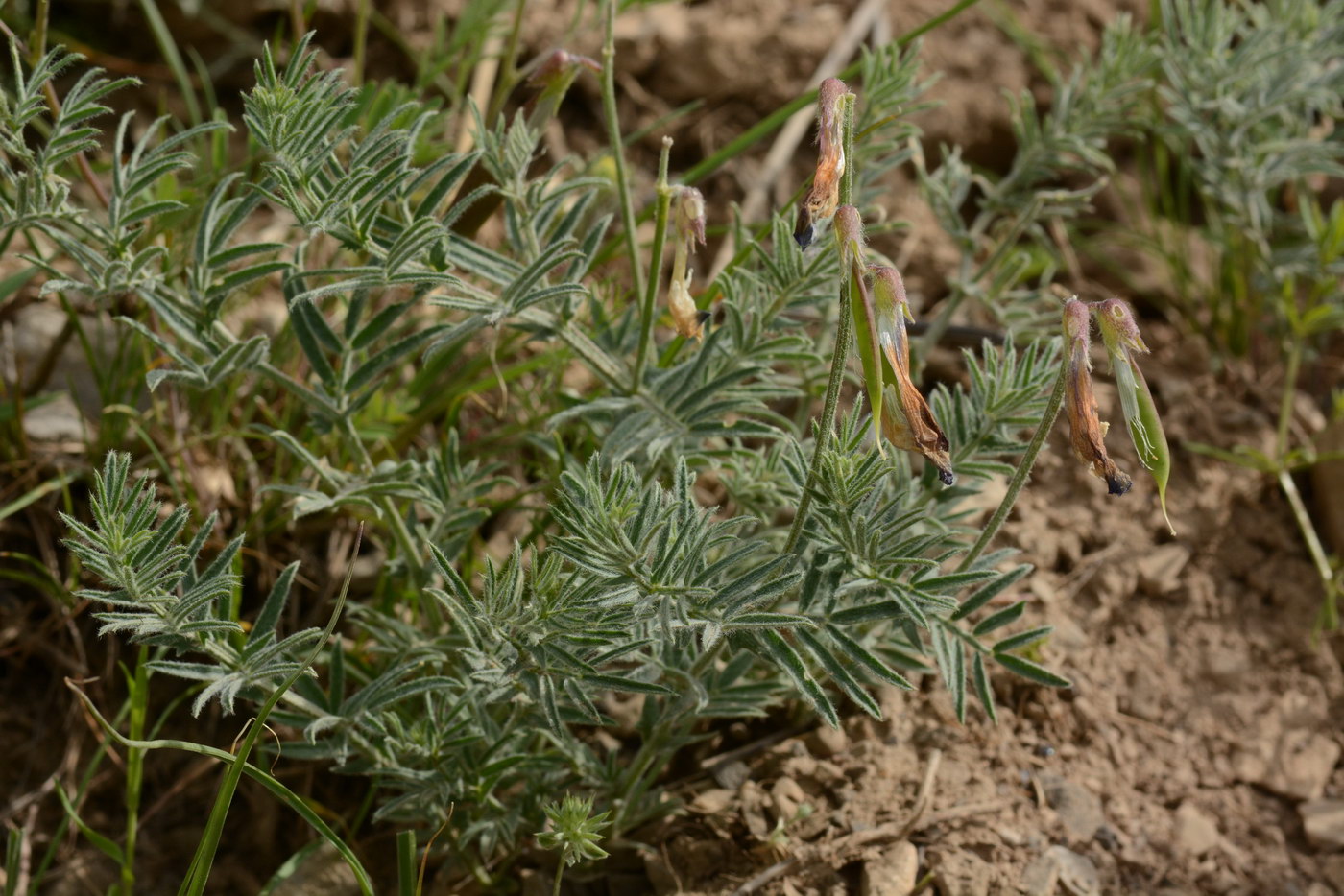 Image of Vicia subvillosa specimen.