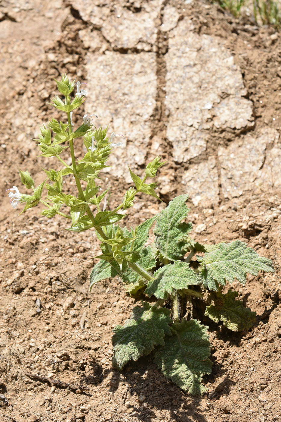 Изображение особи Salvia macrosiphon.