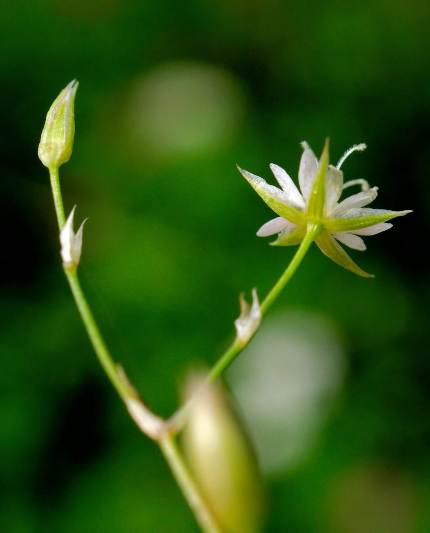 Изображение особи Stellaria filicaulis.