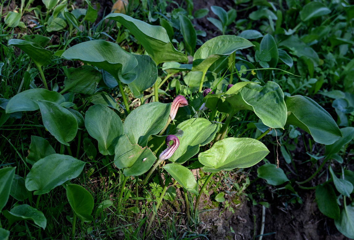 Изображение особи Arisarum simorrhinum.