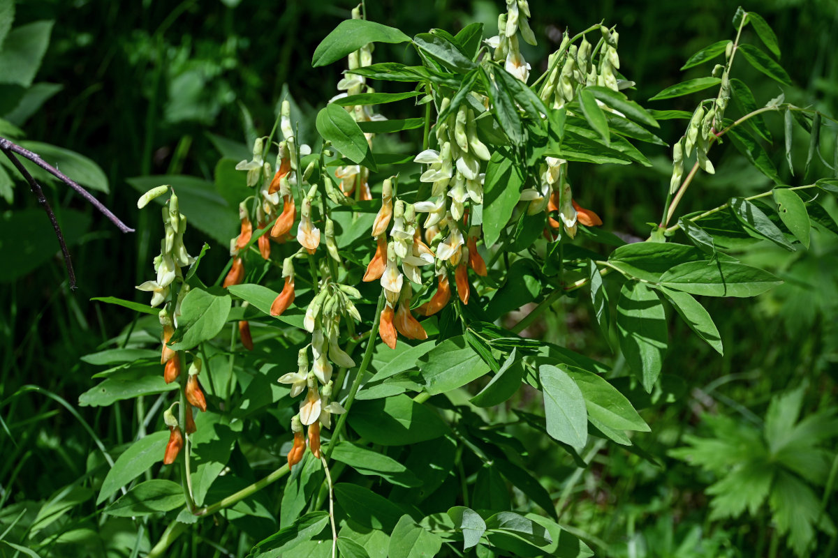 Image of Lathyrus gmelinii specimen.