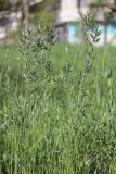 Bromus hordeaceus