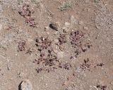 Tetragonia tetragonoides. Вегетирующие растения. Чили, обл. Valparaiso, провинция Isla de Pascua, северо-восточная часть острова, окр. бухты Ovahe. 13.03.2023.