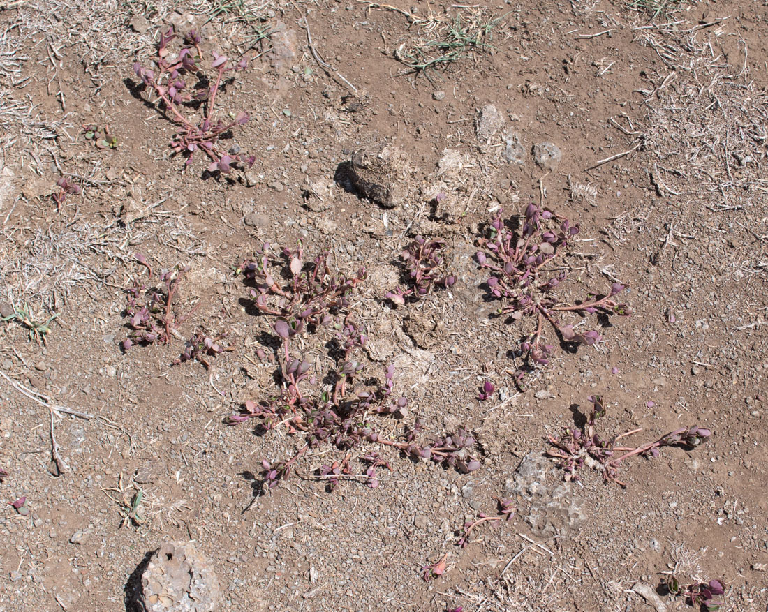 Image of Tetragonia tetragonoides specimen.