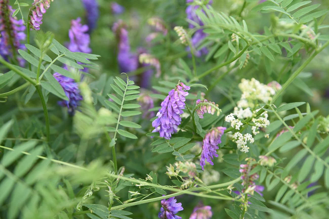 Image of genus Vicia specimen.