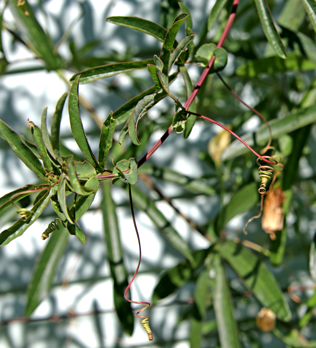 Image of Passiflora caerulea specimen.