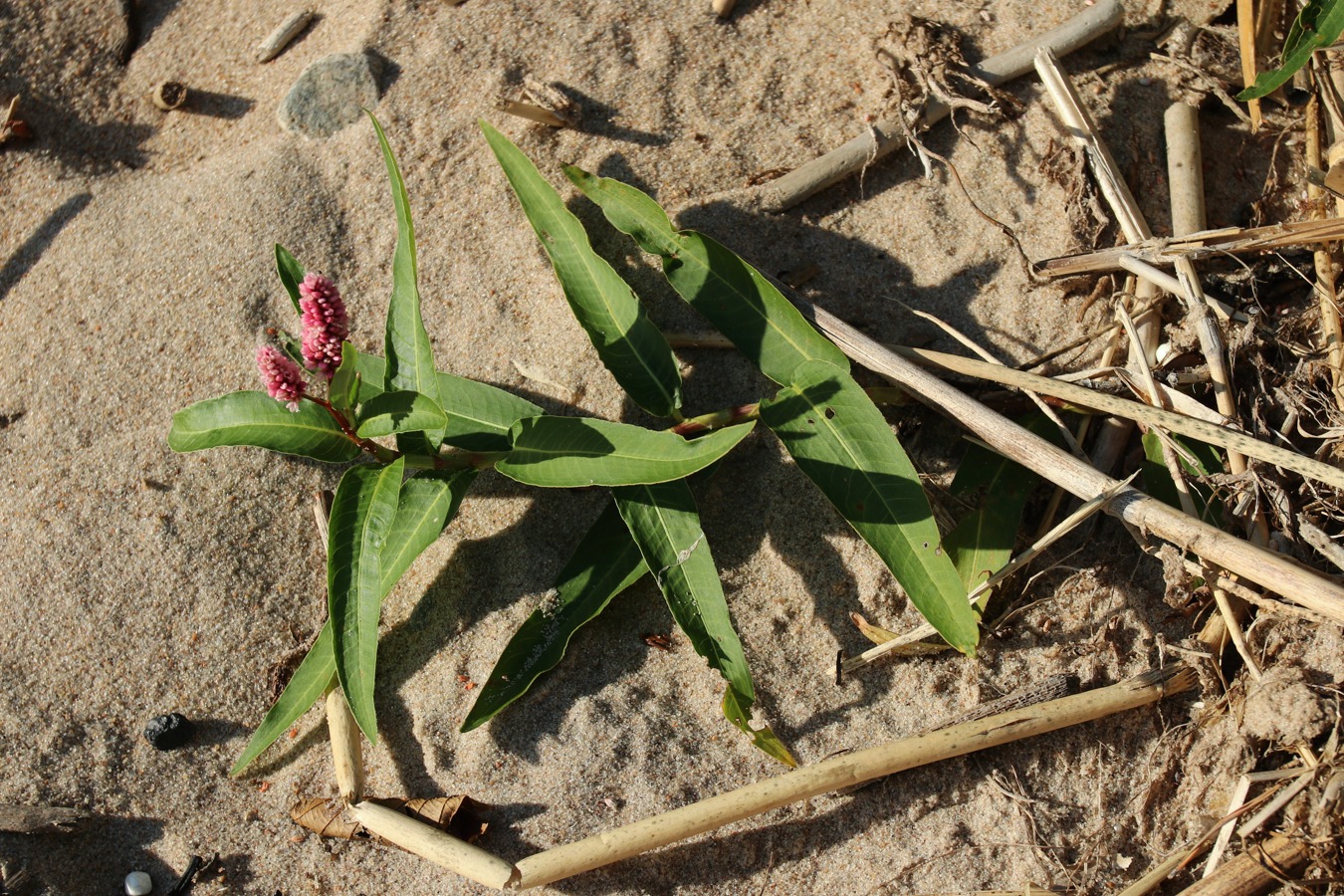 Изображение особи Persicaria amphibia.