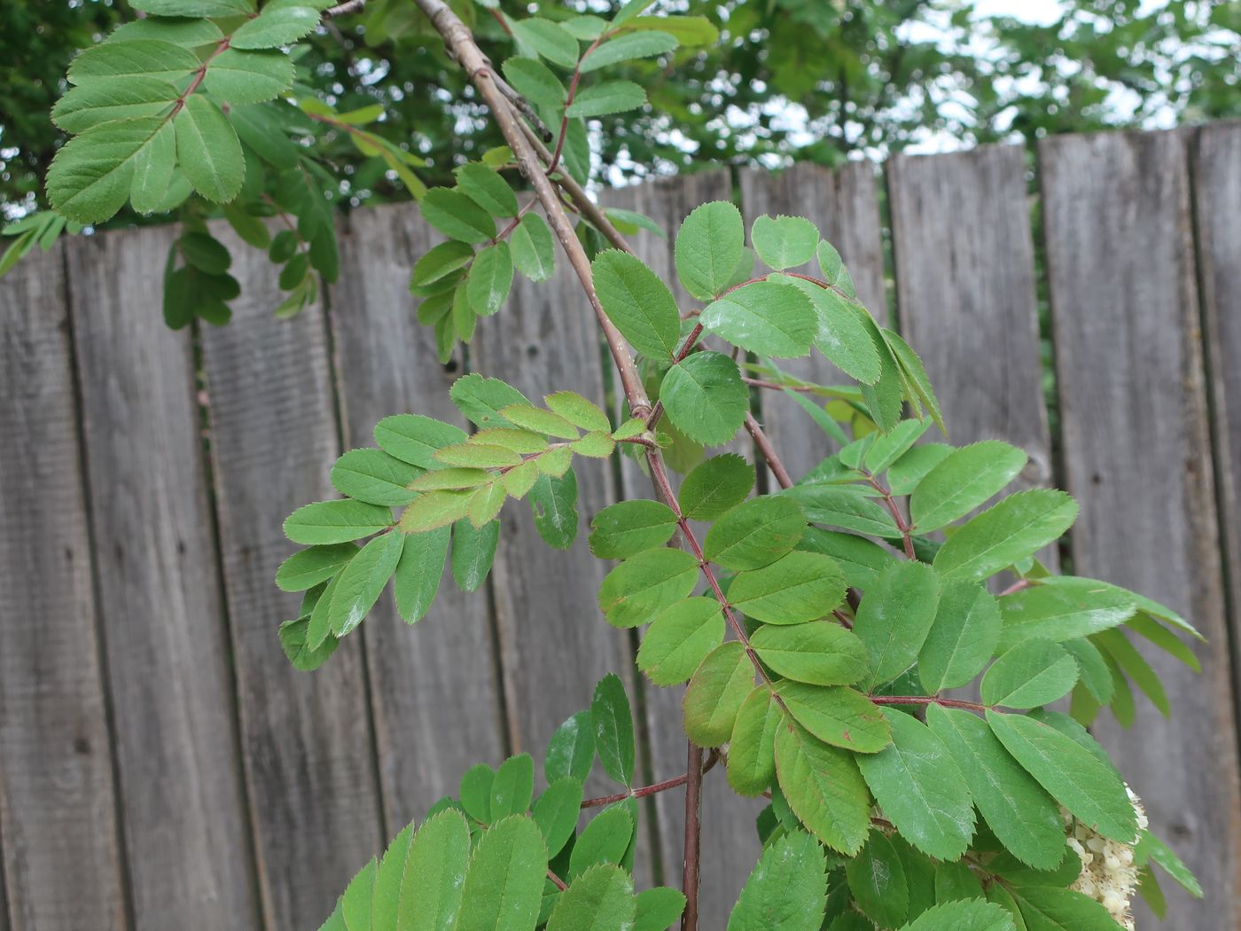 Изображение особи род Sorbus.