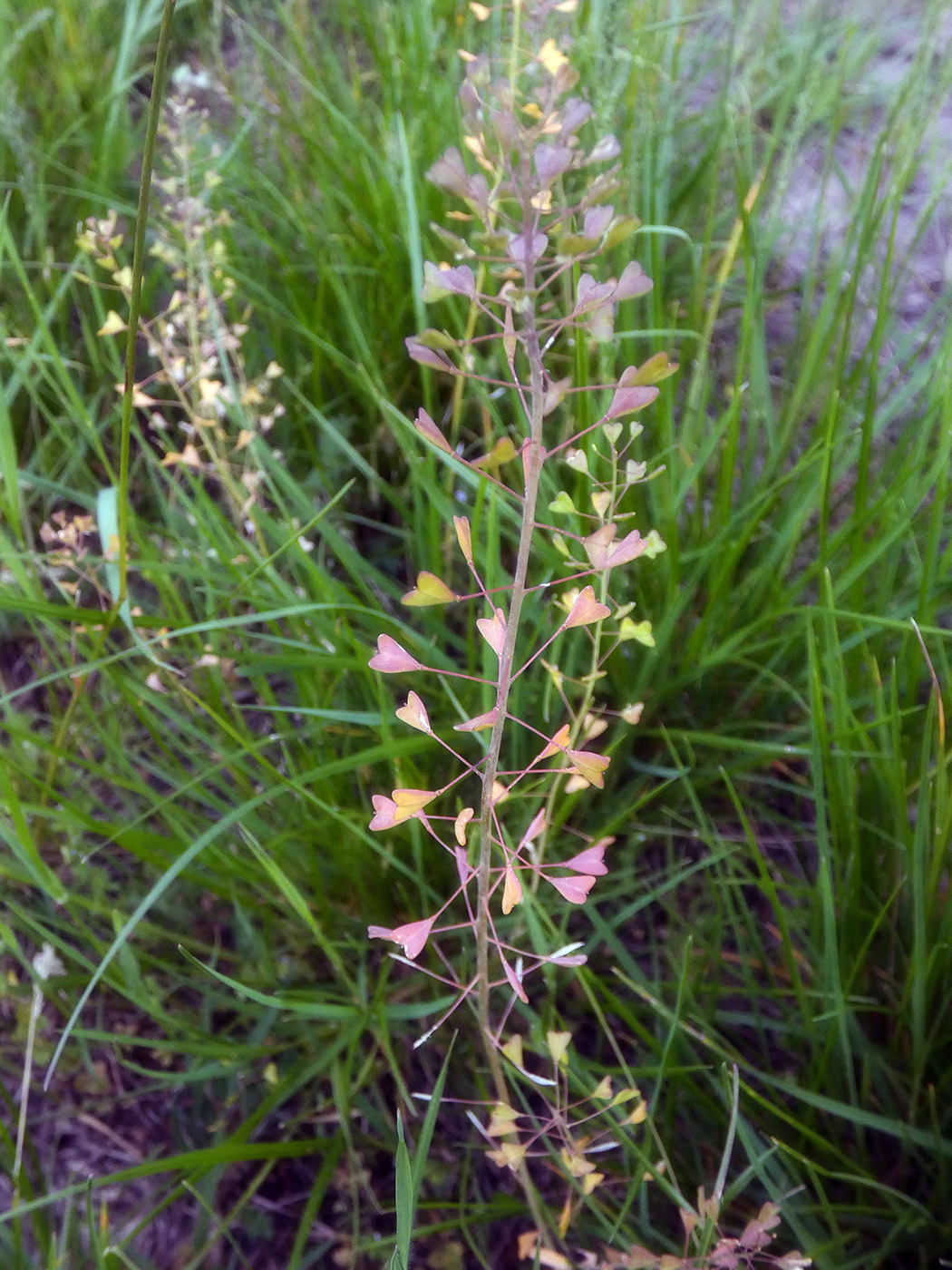 Image of Capsella bursa-pastoris specimen.