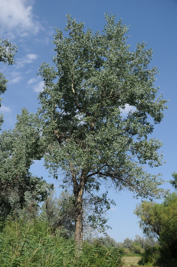 Изображение особи Populus pruinosa.