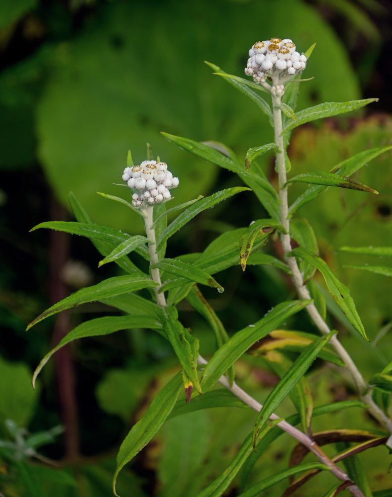 Image of Anaphalis margaritacea specimen.