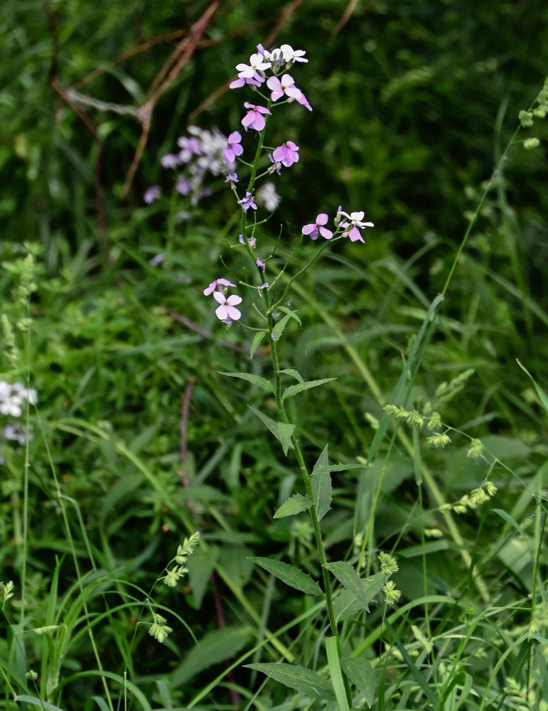 Image of Hesperis matronalis specimen.