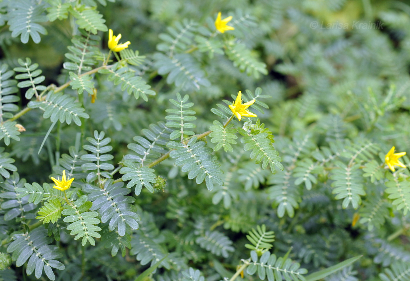 Image of Tribulus terrestris specimen.