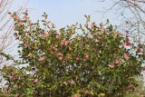 Camellia japonica. Верхушка цветущего растения. Краснодар, парк \"Краснодар\", Японский сад, в культуре. 01.01.2024.