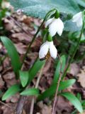 Galanthus woronowii