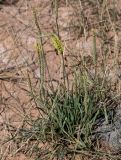 Plantago salsa