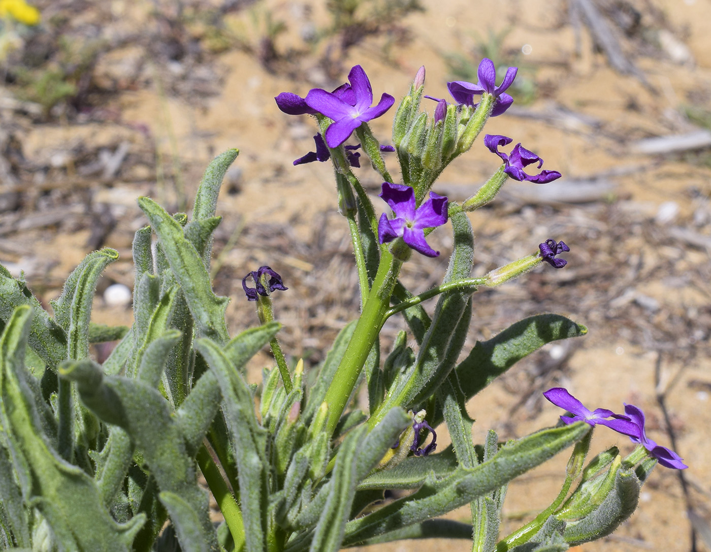 Изображение особи Matthiola sinuata.