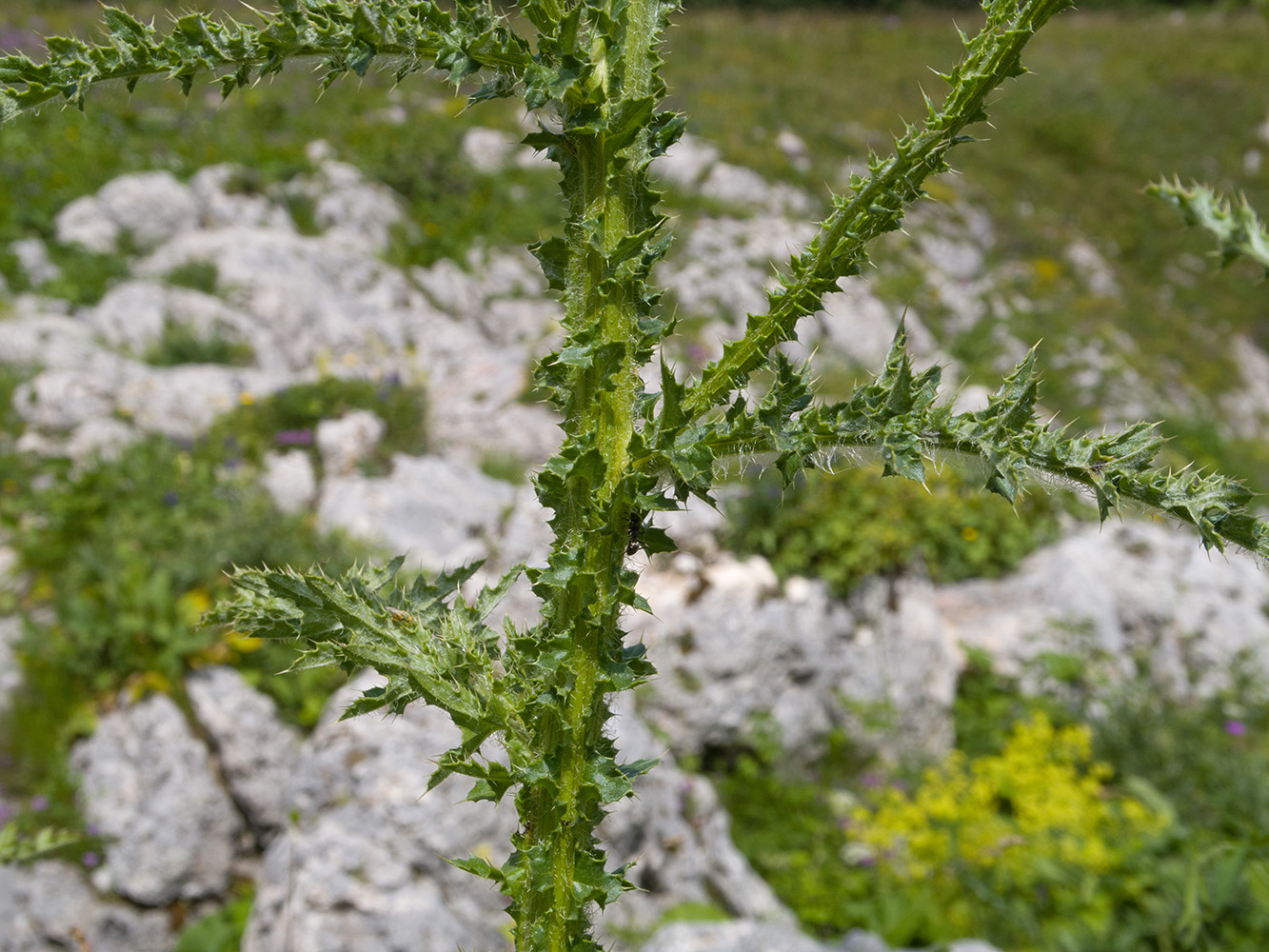 Image of Carduus acanthoides specimen.