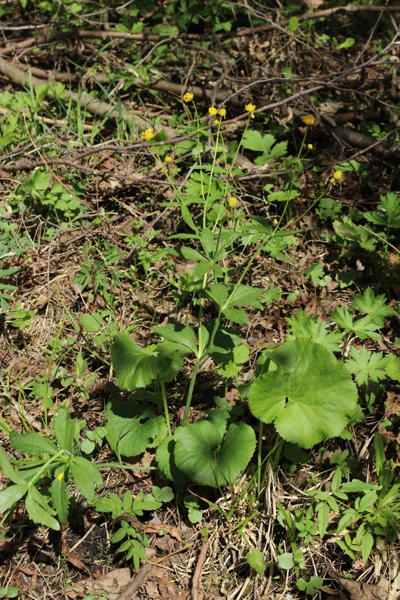 Изображение особи Ranunculus cassubicus.