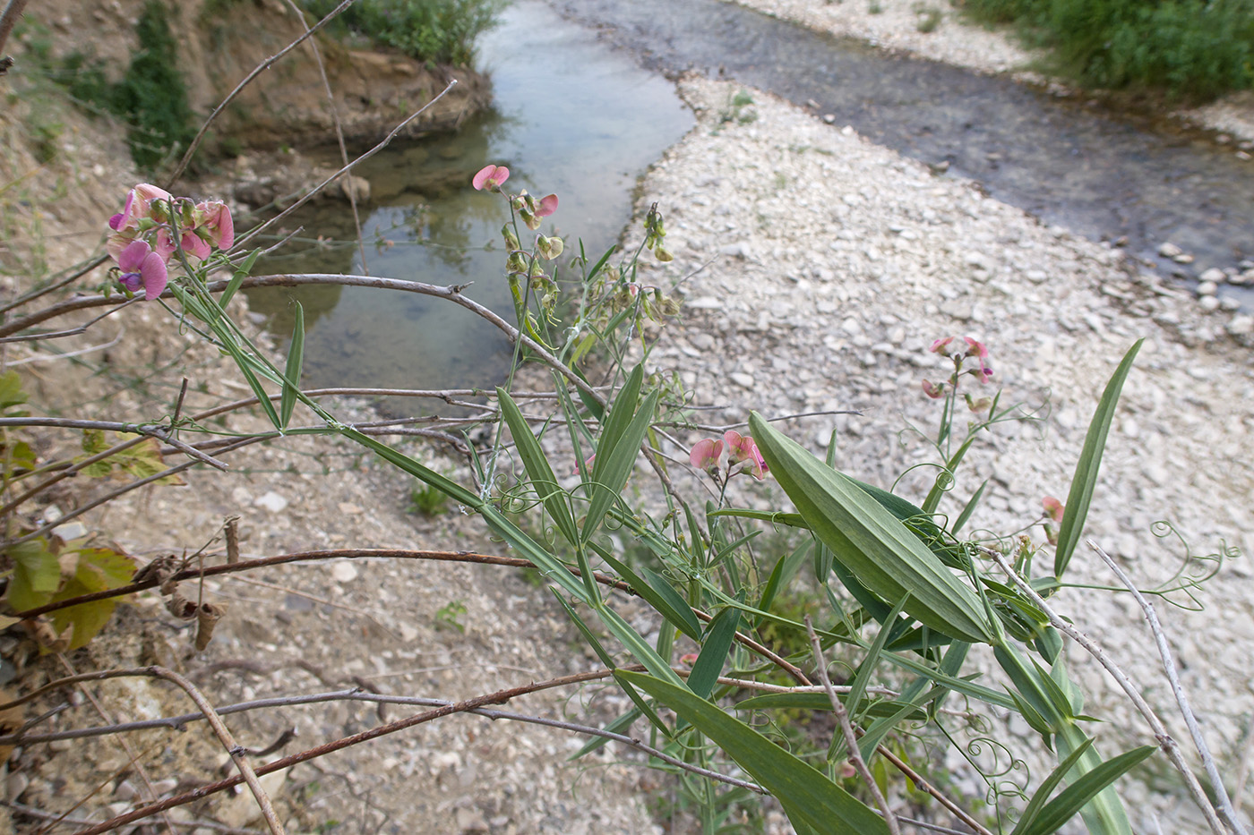 Image of Lathyrus sylvestris specimen.