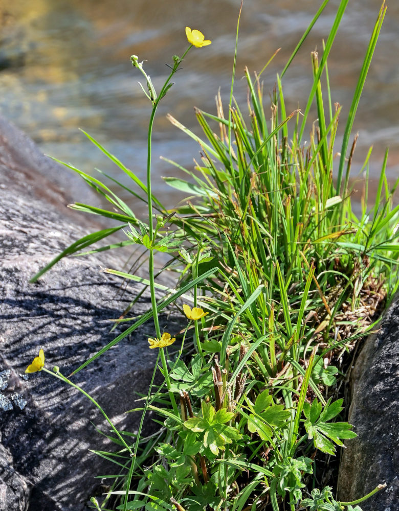 Изображение особи Ranunculus propinquus.