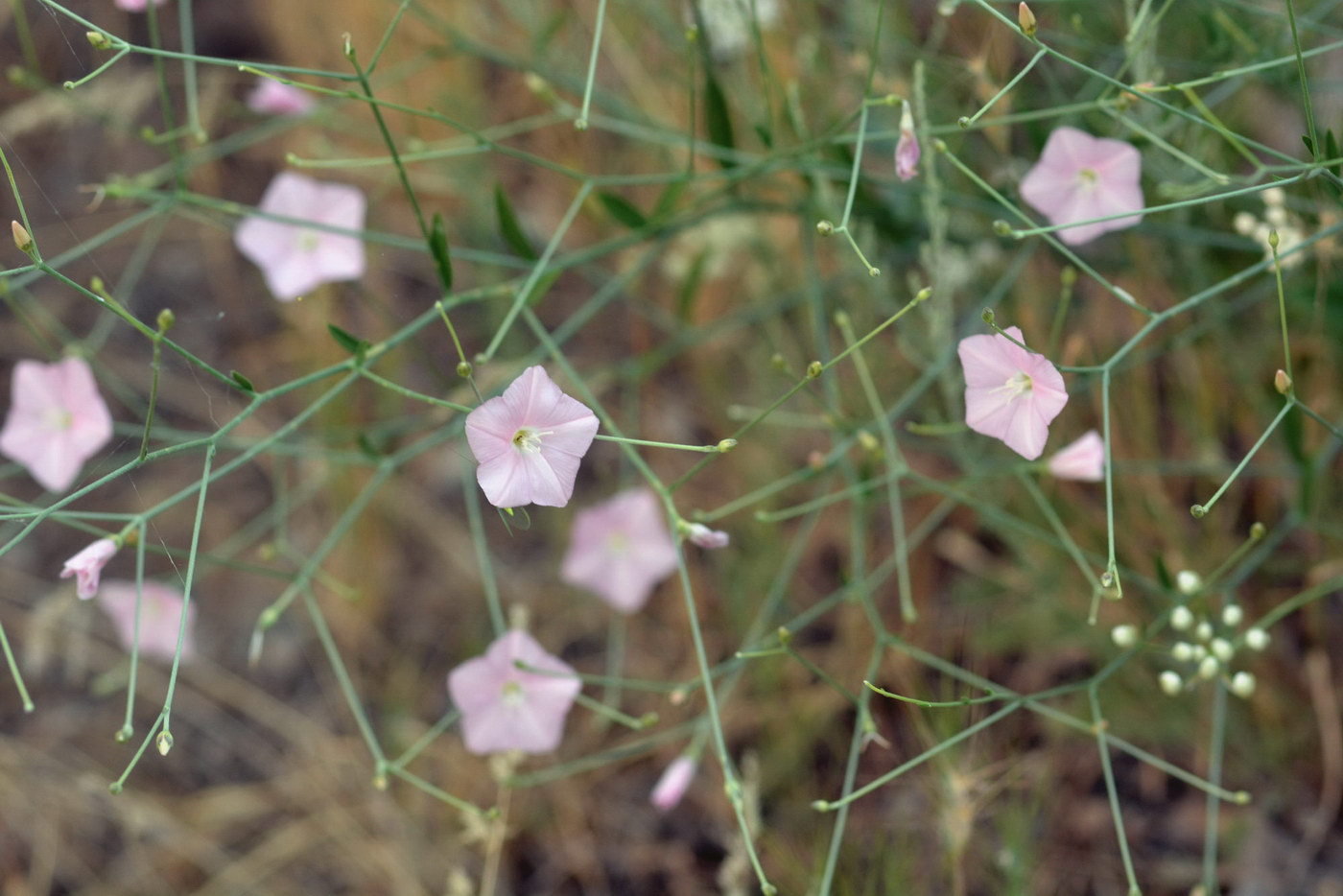 Image of Convolvulus pseudocantabrica specimen.