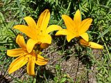 Hemerocallis middendorffii. Цветки. Хабаровский край, окр. г. Комсомольск-на-Амуре, берег руч. Теплый ключ, на краю овражка. 01.07.2024.