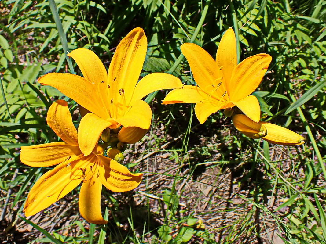 Image of Hemerocallis middendorffii specimen.