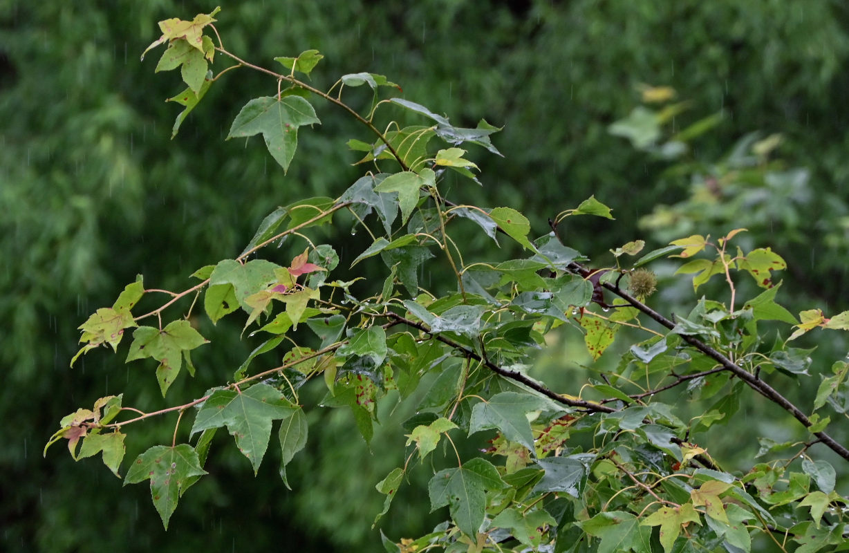 Image of Liquidambar formosana specimen.