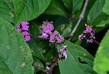 Callicarpa candicans. Соцветия и погрызенные листья. Китай, провинция Хунань, национальный парк \"Чжанцзяцзе\", опушка смешанного леса. 07.06.2024.