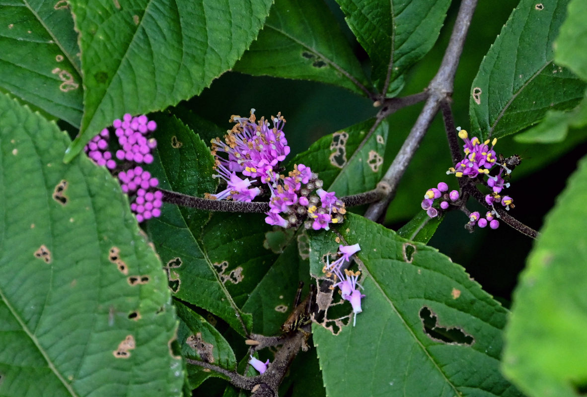 Изображение особи Callicarpa candicans.