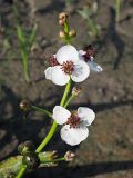 Sagittaria sagittifolia. Соцветие с цветками с кормящейся мухой, бутонами (вверху) и завязавшимися плодами (внизу). Ульяновская обл., Мелекесский р-н, окр. с. Приморское, выходящий к Черемшанскому заливу Куйбышевского водохранилища затопленный овраг, илистая отмель. 08.07.2023.