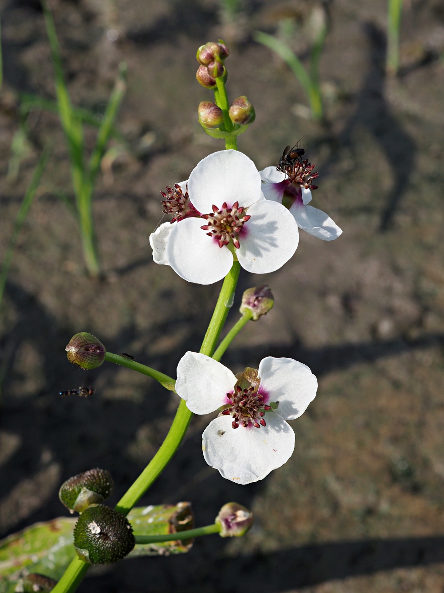 Image of Sagittaria sagittifolia specimen.