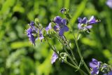 Polemonium caeruleum. Верхушка соцветия. Ленинградская обл., Лужский р-н, окр. дер. Кемка, дол. р. Луга, подошва коренного склона долины, крупнотравный луг с доминированием Phragmites australis и Cirsium oleraceum. 13.06.2024.