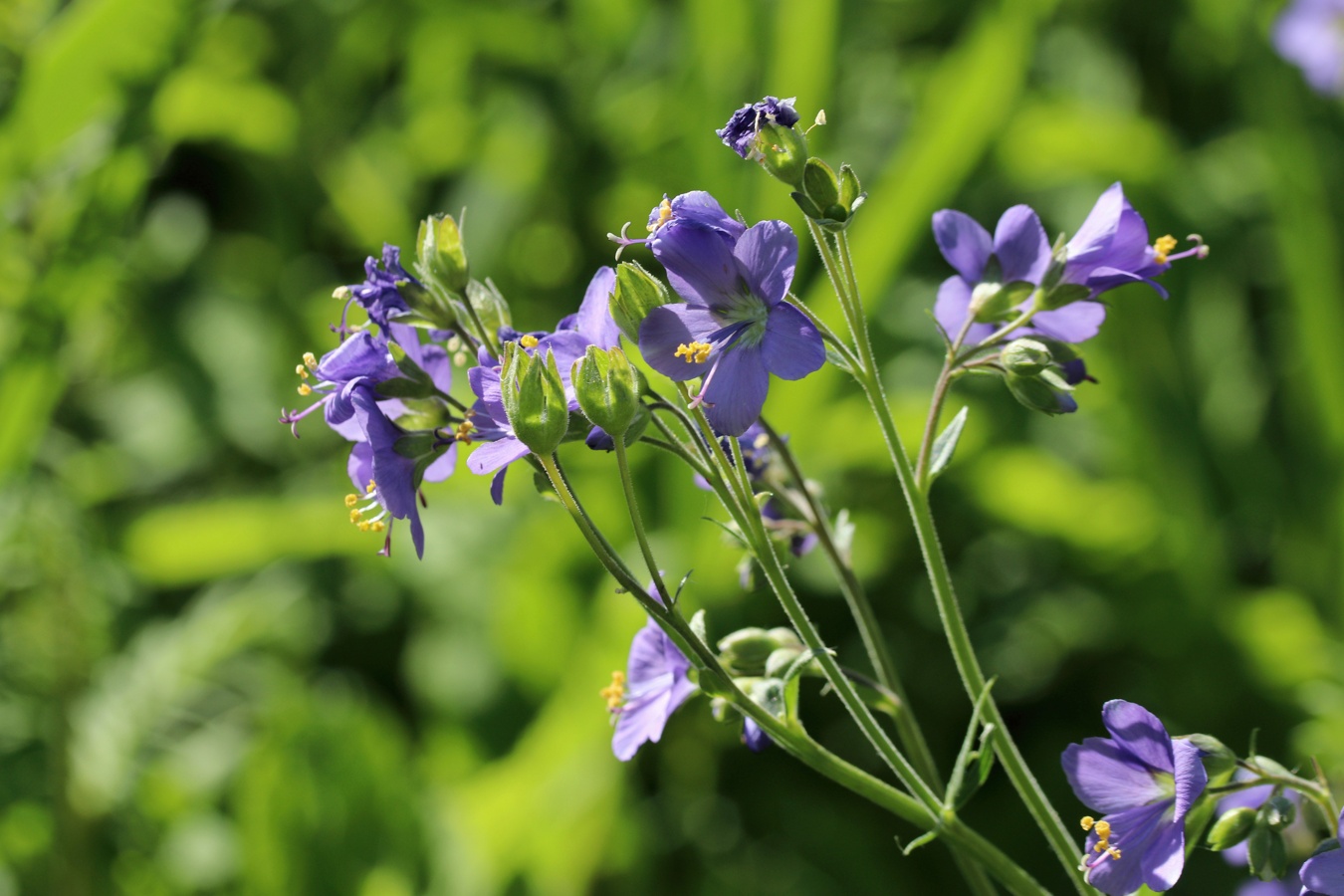 Image of Polemonium caeruleum specimen.