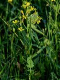 Brassica napus