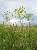 Bupleurum krylovianum. Верхушка цветущего растения. Казахстан, Восточно-Казахстанская обл., Калбинский Алтай, окр. пер. Таргын, склон вост. экспозиции, степь. 9 июля 2024 г.