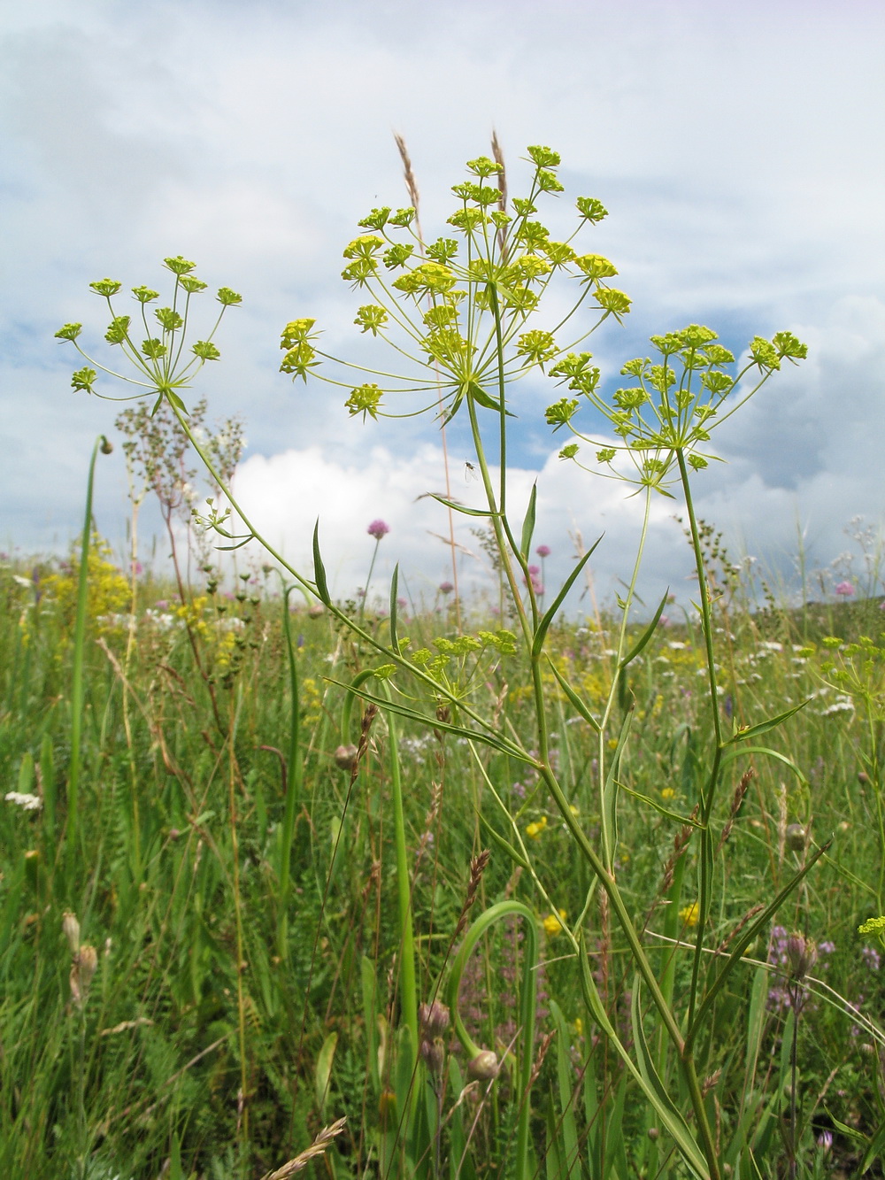 Image of Bupleurum krylovianum specimen.