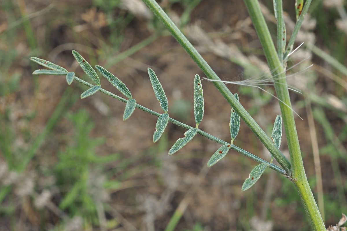 Изображение особи Astragalus varius.