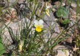 Viola arvensis