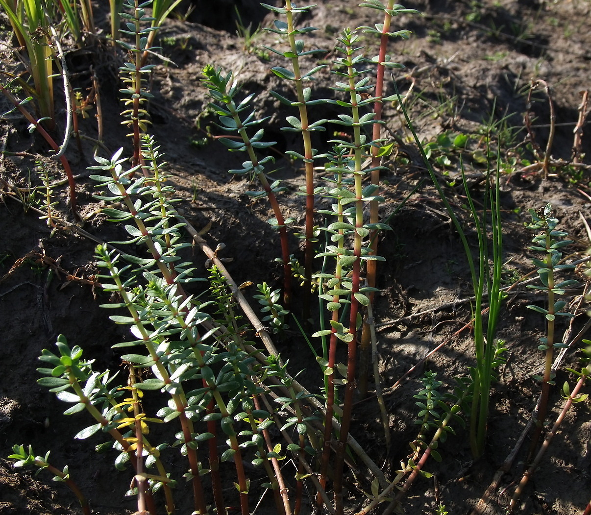 Image of Hippuris tetraphylla specimen.