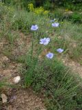 Linum pallescens. Цветущее растение. Казахстан, Туркестанская обл., Сырдарья-Туркестанский государственный региональный природный парк, Боралдайский филиал, ≈ 1150 м н.у.м., саванноидное сообщество. 16.05.2024.