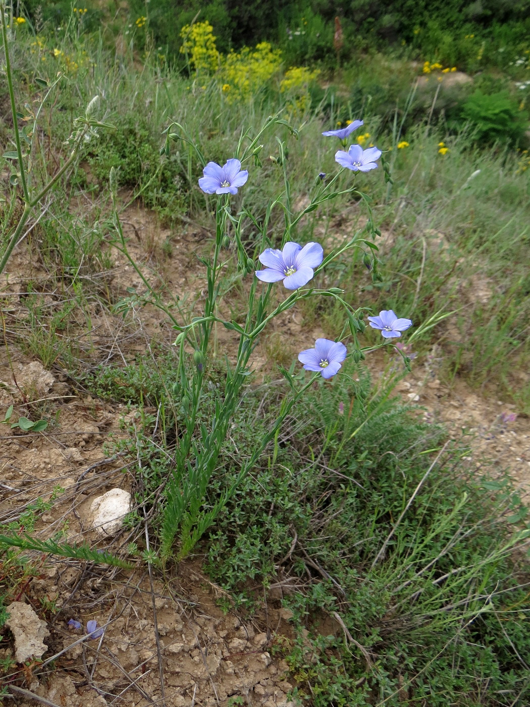 Изображение особи Linum pallescens.