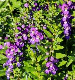 Angelonia angustifolia