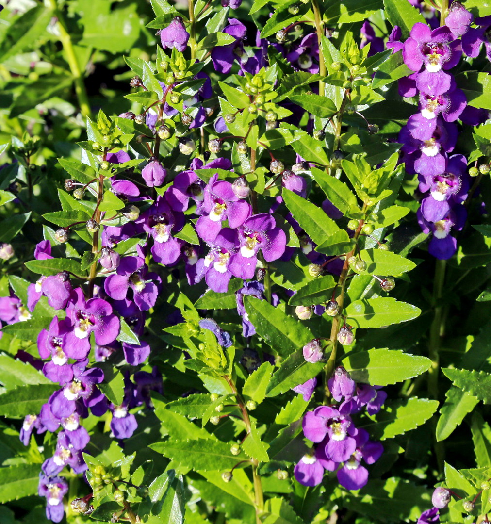 Изображение особи Angelonia angustifolia.