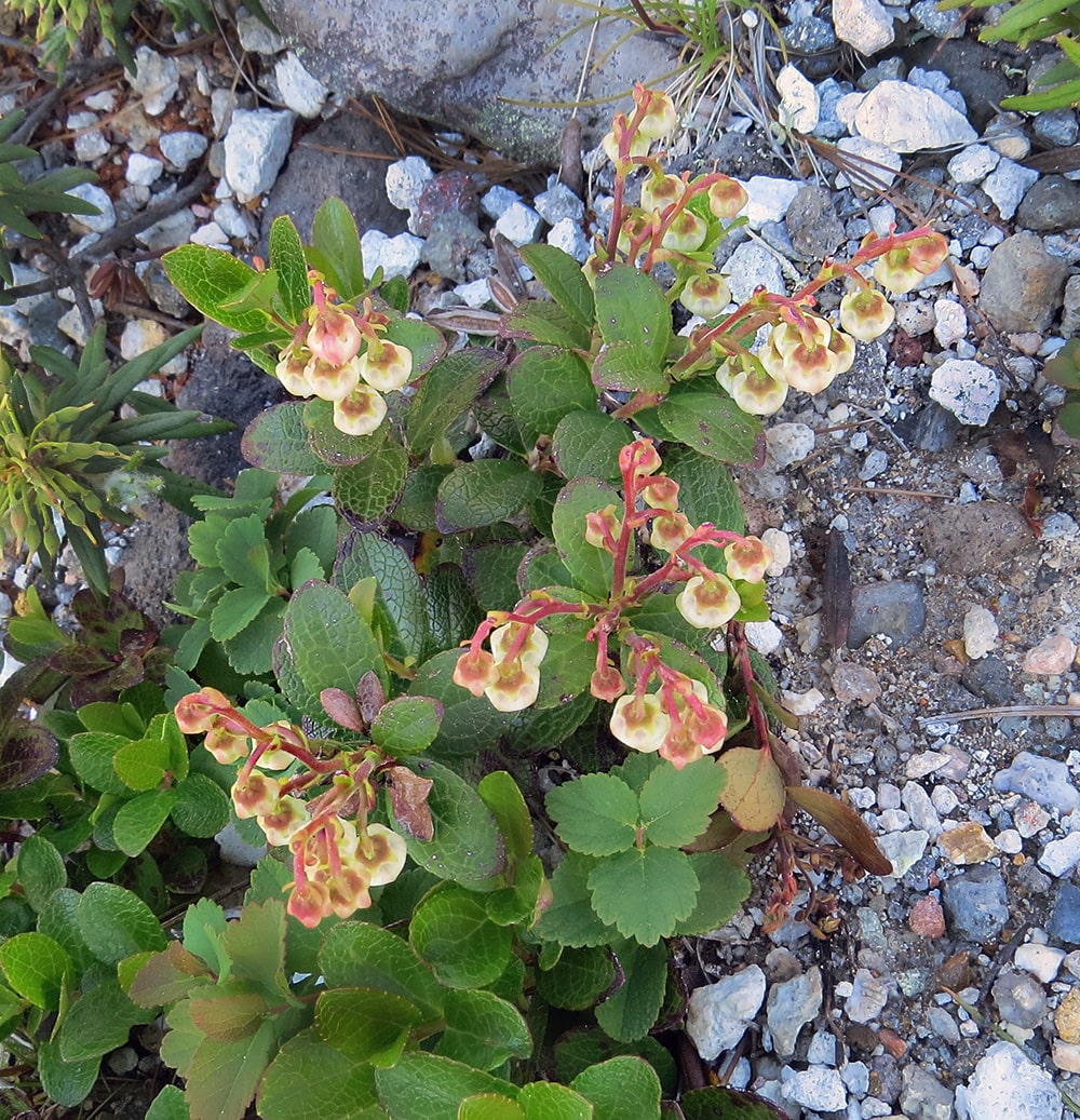 Image of Gaultheria miqueliana specimen.